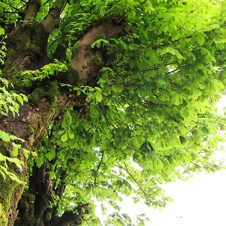 Oda ve Kahvaltı Pod Skalo Kamnik
